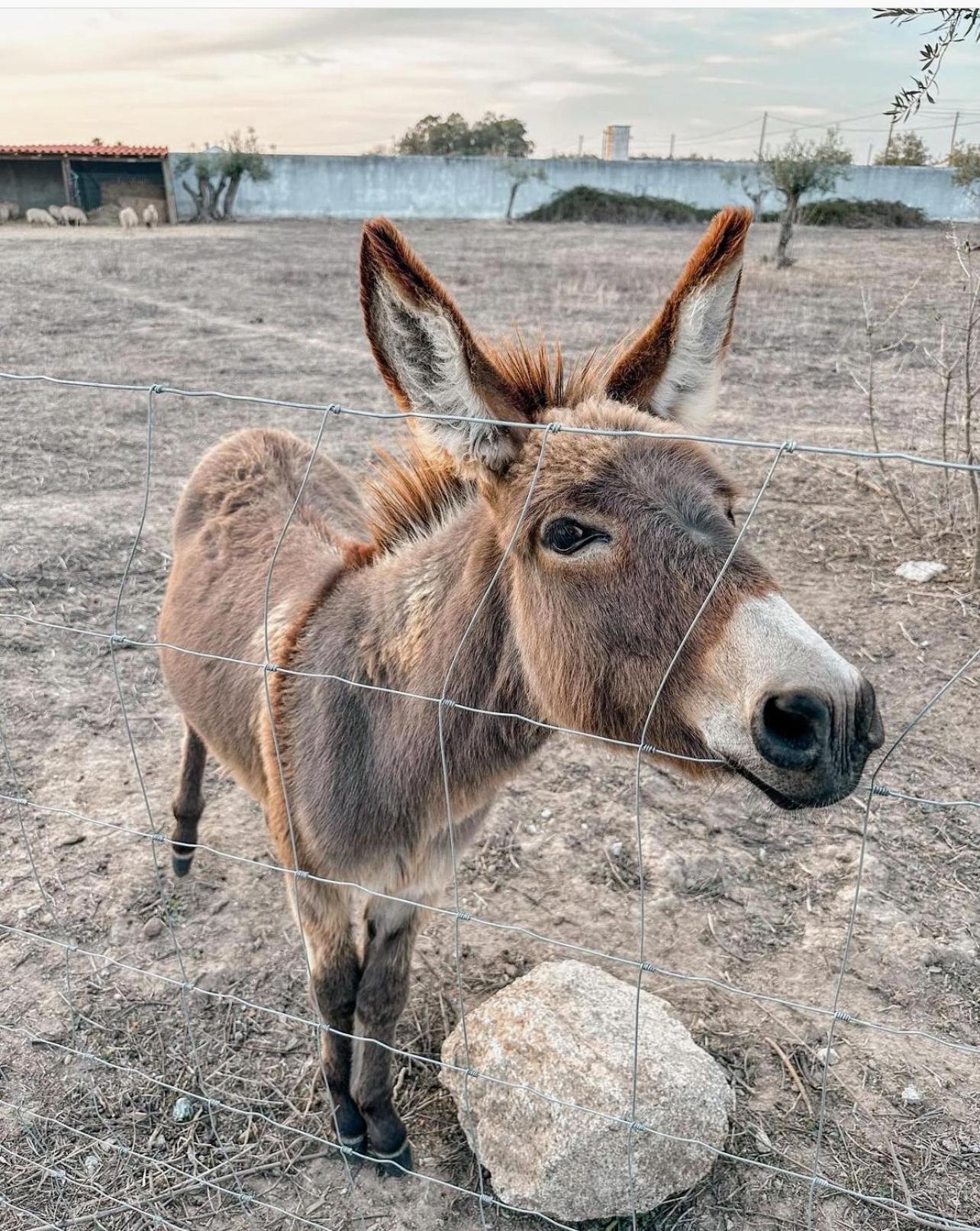 Casa Da Burra Villa Alijó Dış mekan fotoğraf