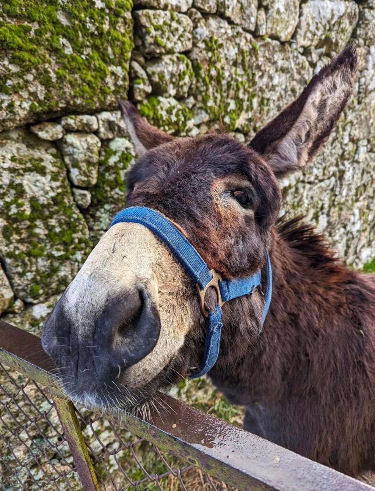 Casa Da Burra Villa Alijó Dış mekan fotoğraf